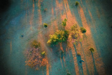 Aerial view of field with trees