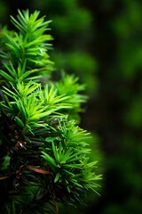 Vertical close-up shot of conifer tree branches