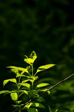 Vertical close-up shot of a tree leaves in the sunset
