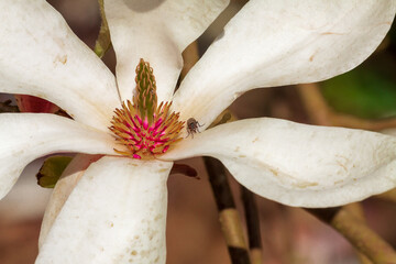 Closeup of a blooming white magnolia flower