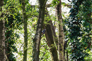 Scenic view of a Great spotted woodpecker perched on a bark of a green tree in a forest