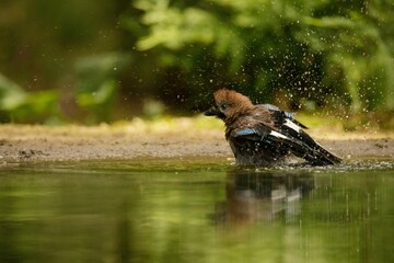 Eurasian Jay bird taking a bath in a pond with water droplets frozen in the air