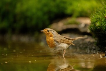 Closeup shot of a robin bird in a pond