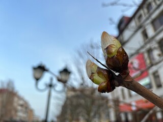 a chestnut branch with budding buds against the backdrop of an urban landscape in spring in April, the concept of weather forecasting and abnormal warming