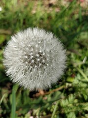 Closeup of growing dandelion