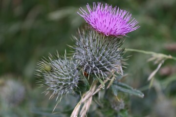 Closeup of blooming pink thistle