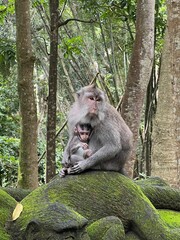 Closeup of a mother and baby Crab-Eating Macaque monkeys on a moss-covered statue of a monkey