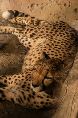 Cheetah lying on sandy ground