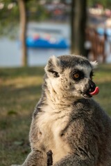 Ring-tailed lemur isolated in blurred background