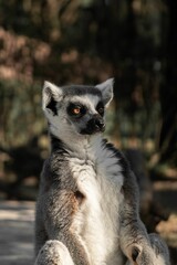 Ring-tailed lemur isolated in blurred background © Wirestock