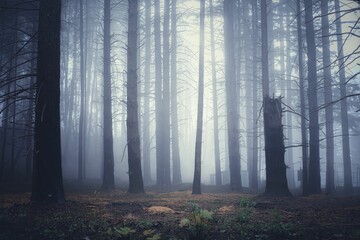 Dark scary forest with tall leafless trees on a foggy day