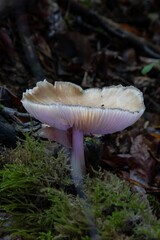 Closeup shot of a deer shield mushroom growing on the woods ground with blur background
