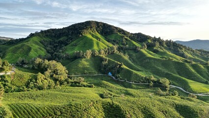 Aerial view of the Cameron highlands tea plantation