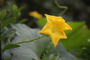 Closeup of Squash blossom (called courgette flower in Great Britain) looking beautiful