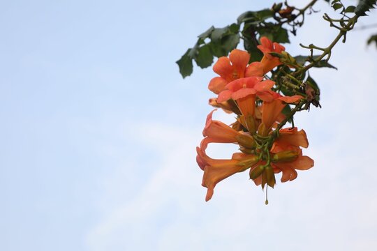 Closeup of a Campsis flower, commonly known as trumpet creeper or trumpet vine
