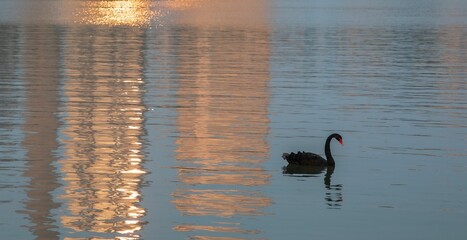 Beautiful black swan swimming in the lake