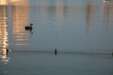 Beautiful black swan swimming in the lake