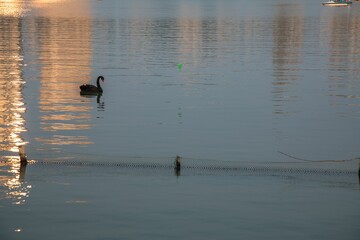 Beautiful black swan swimming in the lake