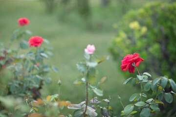 Fototapeta na wymiar Selective shot of beautiful roses blooming in the garden