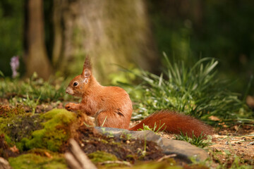 red squirrel in the forest