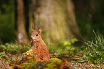 red squirrel in the forest