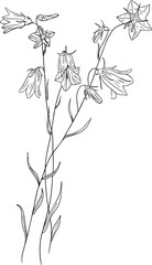 Hand drawn blue bell flowers and leaves