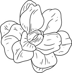 Hand drawn single head of a rose flower