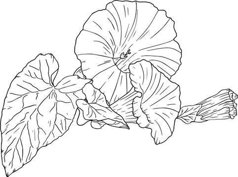 Hand drawn 3 moonflowers and leaves