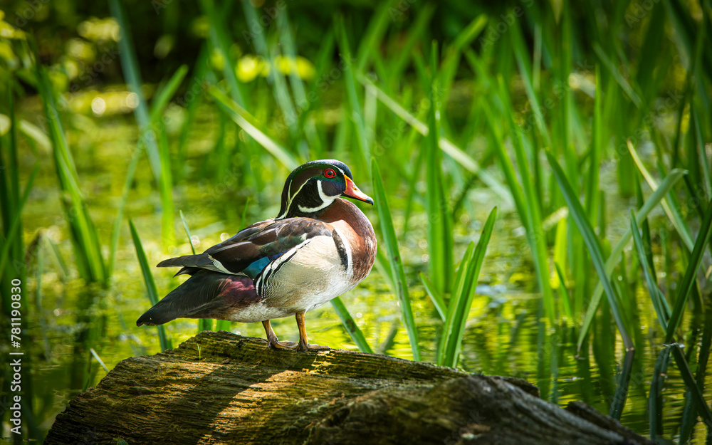 Canvas Prints Colorful male Wood Duck stands on a weathered log