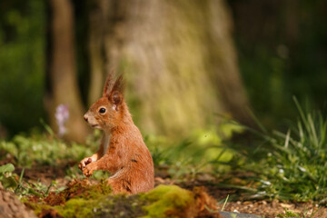 red squirrel in the forest