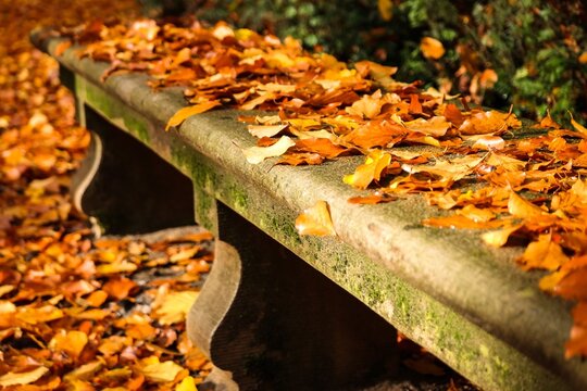 In the autumn park, the weathered wooden bench nestled amidst a kaleidoscope of fallen leaves, offering a serene sanctuary amidst nature's vibrant tapestry.