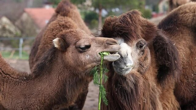 Mongolian Camel Chewing Vegetable in Farm Park in Czech Republic. Brown Furry Humped Animals Outside.