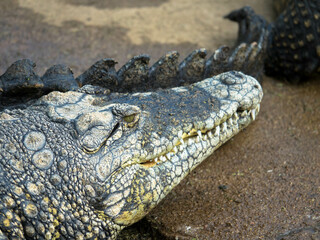 Crocodile in captivity. Farm-sourced crocodile leather. Leather industry. Otjiwarongo Crocodile Farm. Namibia, Africa