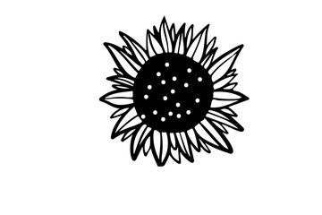 Sunflower line illustration for your design