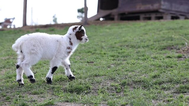 Domestic Goat Kid on Meadow Grass in Zoo Park. Cute Young Hoofed Animal Outside.