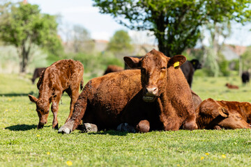 Group of cows and calf on the ranch. Cattle breeding.