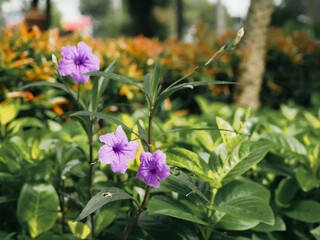 Purple Trumpet Flowers Bloom Beautifully in The City Park