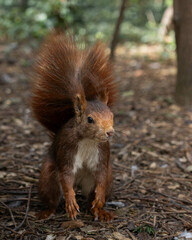 Red Squirrel