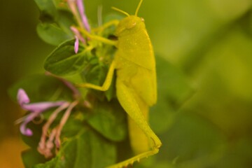 A green astonishing cricket devouring the leaves and even the flowers of this plant.