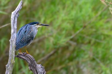 Green-backed Heron perched on a vantage point above the water.