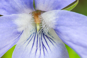 very close-up detail of wild blooming viola