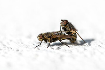 Two houseflies copulating on the white facade of a house, macro shot.
