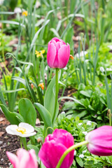 Beautiful tulip blooming in the garden in spring. - 781200620