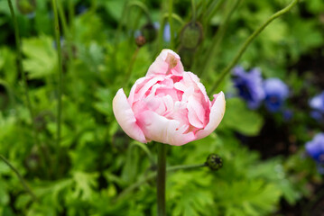 Beautiful tulip blooming in the garden in spring. - 781200840