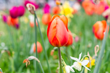 Beautiful tulip blooming in the garden in spring. - 781201031