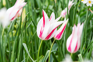 Beautiful tulip blooming in the garden in spring. - 781201203
