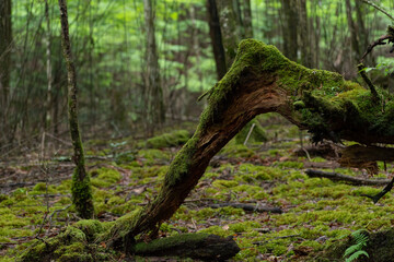 Fototapeta premium 苔の森