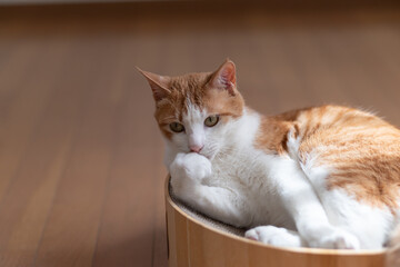 Fototapeta premium くつろぐ猫 茶トラ白