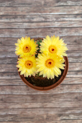 Cactus plant with flowers - 781203093