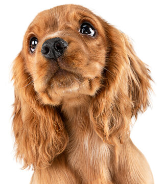 Looking so sweet. English cocker spaniel young dog, puppy posing with big eyes looking attentively isolated on transparent background. Concept of animals, care, pet friend, domestic doggie